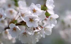 鲜花合集 第十辑_4