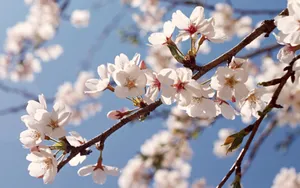 鲜花合集 第十辑_5