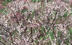 鲜花合集 第十辑_6