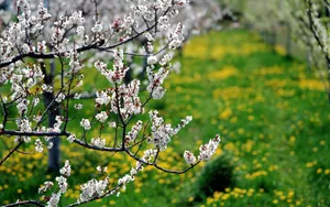 鲜花合集 第十辑_7