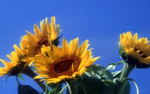 鲜花合集 第十辑_8