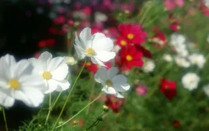 鲜花合集 第十辑_10