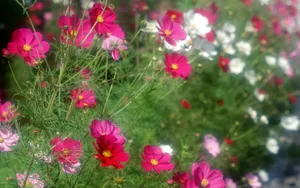 鲜花合集 第十辑_11