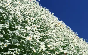 鲜花合集 第十辑_14