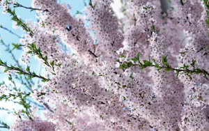 鲜花合集 第十辑_17