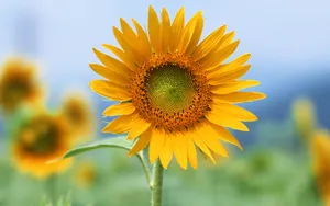 鲜花合集 第十辑_19