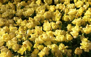 鲜花合集 第九辑