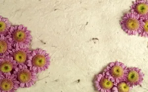鲜花合集 第九辑_12