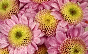 鲜花合集 第九辑_13