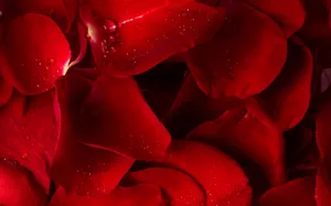 鲜花合集 第九辑_14