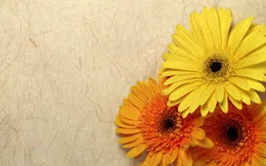 鲜花合集 第九辑_16