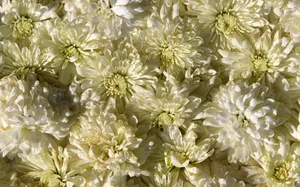 鲜花合集 第八辑_4
