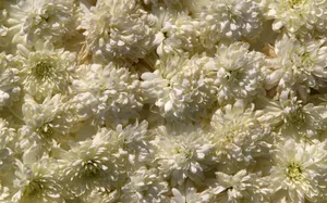 鲜花合集 第八辑_5