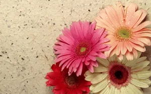 鲜花合集 第八辑_18