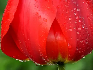 鲜花合集 第七辑_2