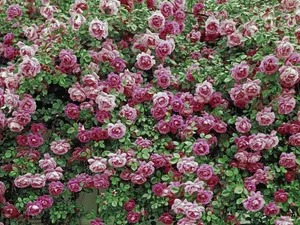 鲜花合集 第七辑_3