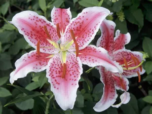 鲜花合集 第七辑_7