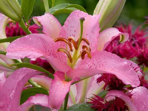 鲜花合集 第七辑_8