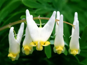 鲜花合集 第七辑_10