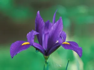 鲜花合集 第七辑_11