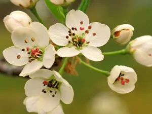 鲜花合集 第七辑_12