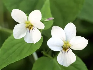 鲜花合集 第七辑_14