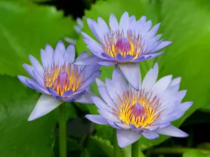 鲜花合集 第七辑_18