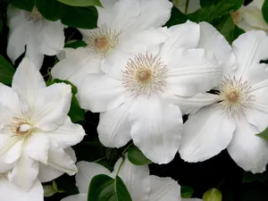 鲜花合集 第六辑