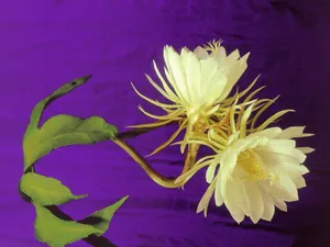 鲜花合集 第六辑_4