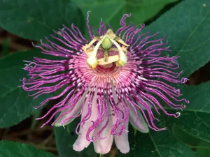 鲜花合集 第六辑_7