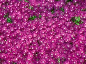 鲜花合集 第六辑_9