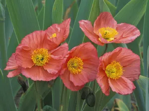 鲜花合集 第六辑_10