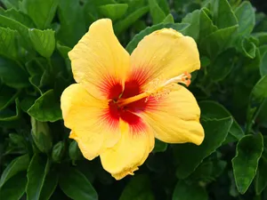 鲜花合集 第六辑_11
