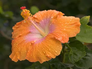 鲜花合集 第六辑_14