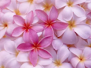 鲜花合集 第六辑_18