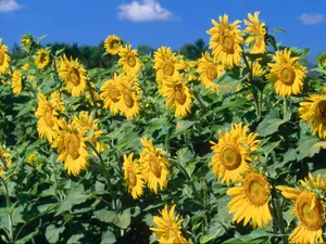鲜花合集 第五辑_5