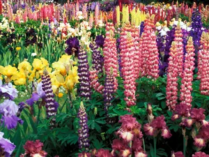 鲜花合集 第五辑_11