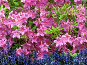 鲜花合集 第五辑_15