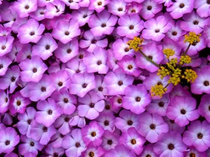 鲜花合集 第五辑_16
