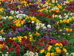 鲜花合集 第五辑_17