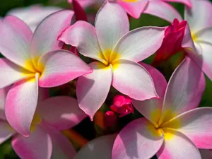 鲜花合集 第四辑_4