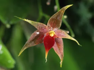 鲜花合集 第四辑_6