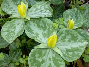 鲜花合集 第四辑_7