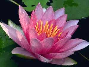 鲜花合集 第四辑_9