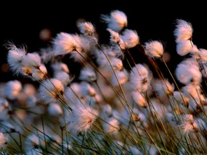 鲜花合集 第四辑_11