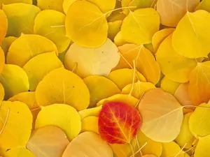 鲜花合集 第四辑_16