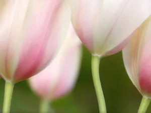 鲜花合集 第四辑_18