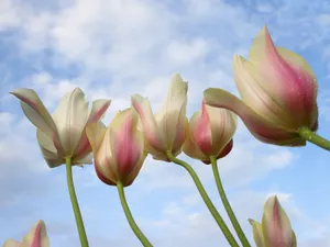 鲜花合集 第四辑_19