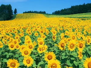 鲜花合集 第三辑
