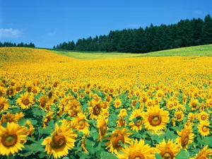 鲜花合集 第三辑